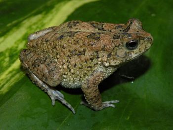 Media type: image;   Herpetology A-148091 Aspect: lateral